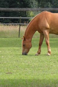 Preview wallpaper horse, grass, walk