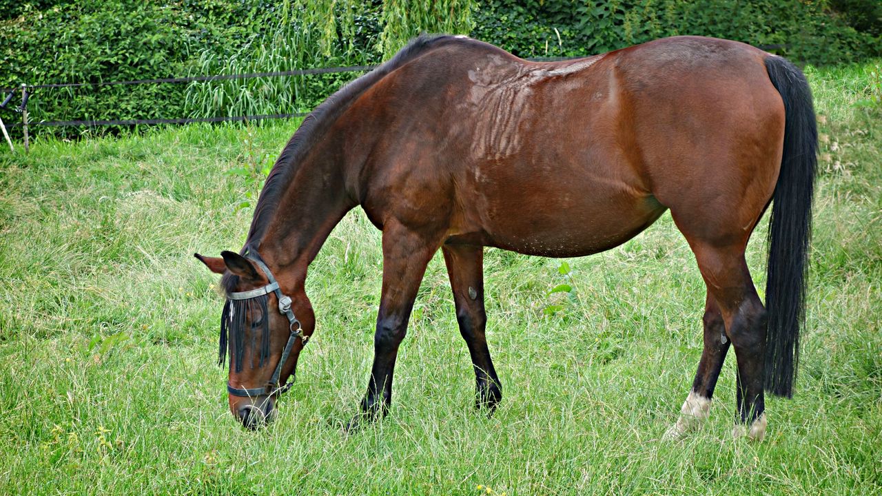 Wallpaper horse, grass, walking, eating