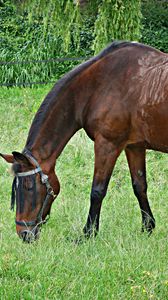 Preview wallpaper horse, grass, walking, eating