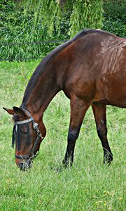 Preview wallpaper horse, grass, walking, eating