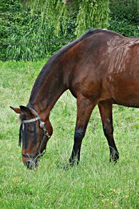 Preview wallpaper horse, grass, walking, eating