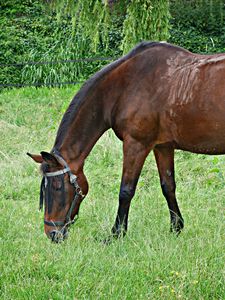 Preview wallpaper horse, grass, walking, eating