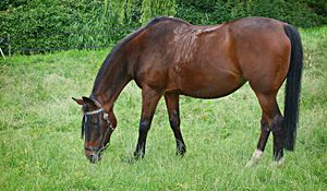 Preview wallpaper horse, grass, walking, eating