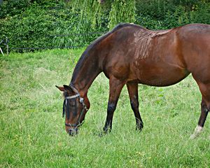 Preview wallpaper horse, grass, walking, eating