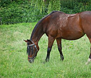 Preview wallpaper horse, grass, walking, eating