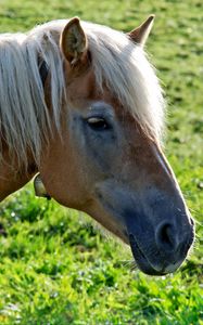 Preview wallpaper horse, head, mane, grass