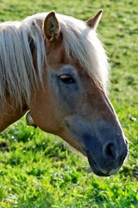 Preview wallpaper horse, head, mane, grass