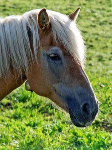 Preview wallpaper horse, head, mane, grass