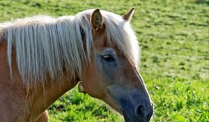 Preview wallpaper horse, head, mane, grass