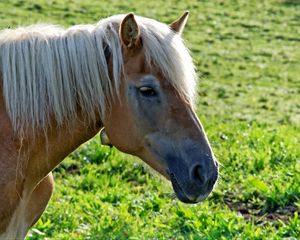 Preview wallpaper horse, head, mane, grass