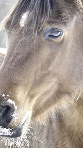 Preview wallpaper horse, head, mane, snow