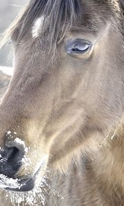 Preview wallpaper horse, head, mane, snow