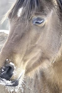 Preview wallpaper horse, head, mane, snow