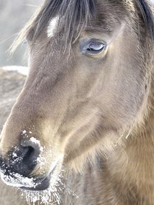 Preview wallpaper horse, head, mane, snow