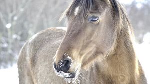 Preview wallpaper horse, head, mane, snow