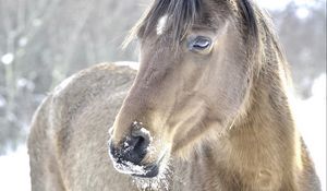 Preview wallpaper horse, head, mane, snow