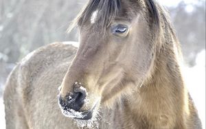 Preview wallpaper horse, head, mane, snow