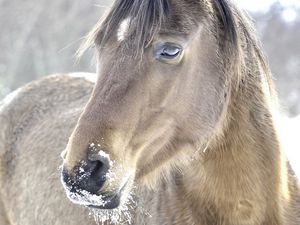 Preview wallpaper horse, head, mane, snow