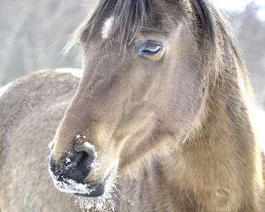 Preview wallpaper horse, head, mane, snow