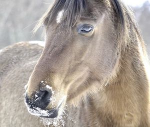 Preview wallpaper horse, head, mane, snow