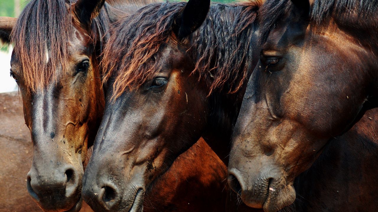 Wallpaper horse, head, mane, three, brown, color