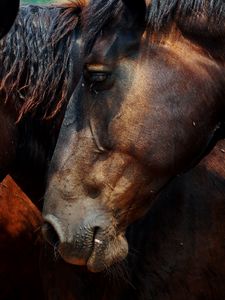 Preview wallpaper horse, head, mane, three, brown, color