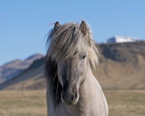 Preview wallpaper horse, head, mane, mounta