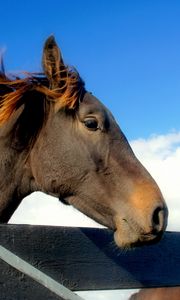 Preview wallpaper horse, head, mane, sky