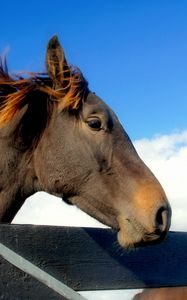 Preview wallpaper horse, head, mane, sky