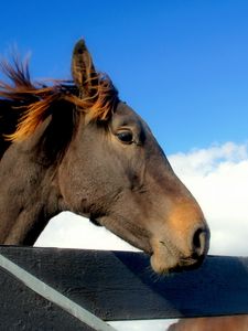 Preview wallpaper horse, head, mane, sky