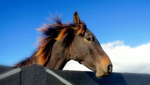 Preview wallpaper horse, head, mane, sky