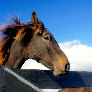 Preview wallpaper horse, head, mane, sky