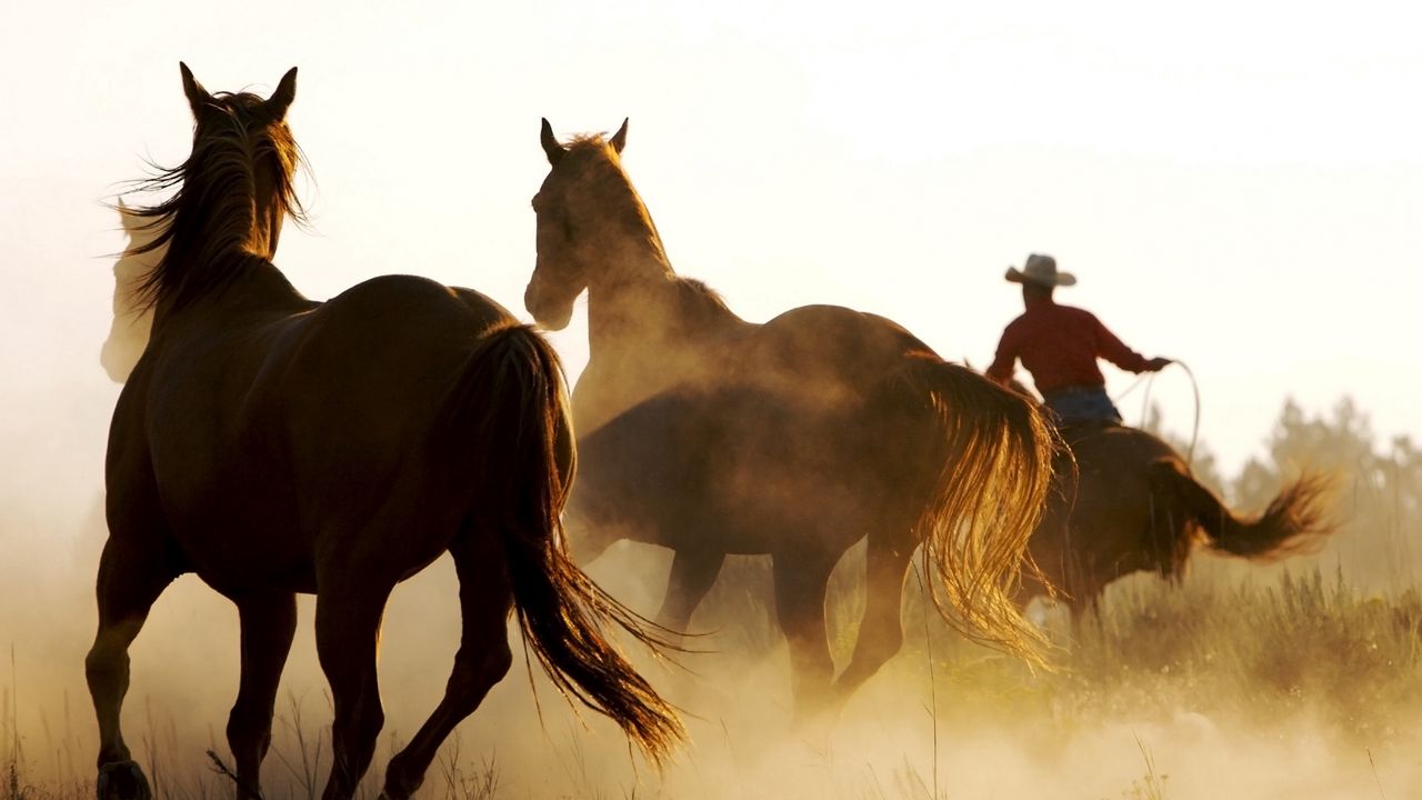 Wallpaper horse, herd, dust, running