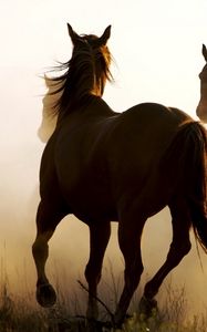 Preview wallpaper horse, herd, dust, running