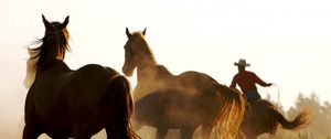 Preview wallpaper horse, herd, dust, running