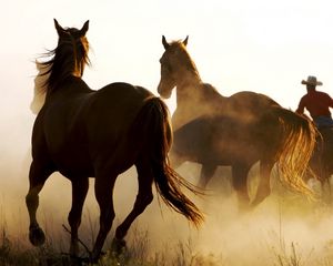 Preview wallpaper horse, herd, dust, running