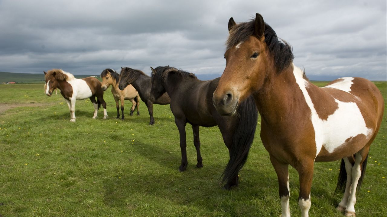 Wallpaper horse, herd, grass, stand