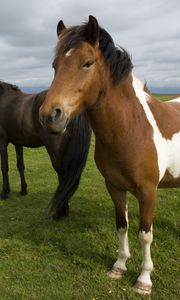 Preview wallpaper horse, herd, grass, stand