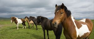 Preview wallpaper horse, herd, grass, stand