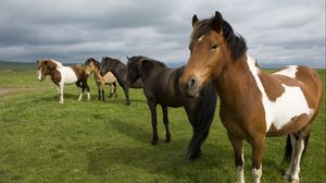 Preview wallpaper horse, herd, grass, stand