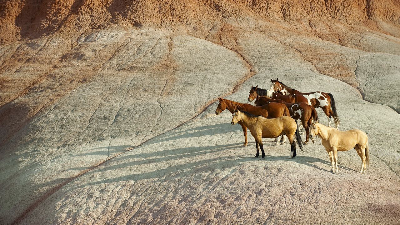 Wallpaper horse, herd, hill, standing, waiting