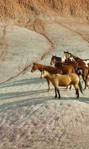 Preview wallpaper horse, herd, hill, standing, waiting