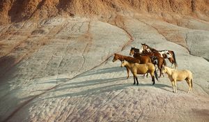 Preview wallpaper horse, herd, hill, standing, waiting