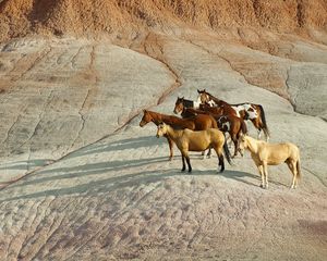 Preview wallpaper horse, herd, hill, standing, waiting