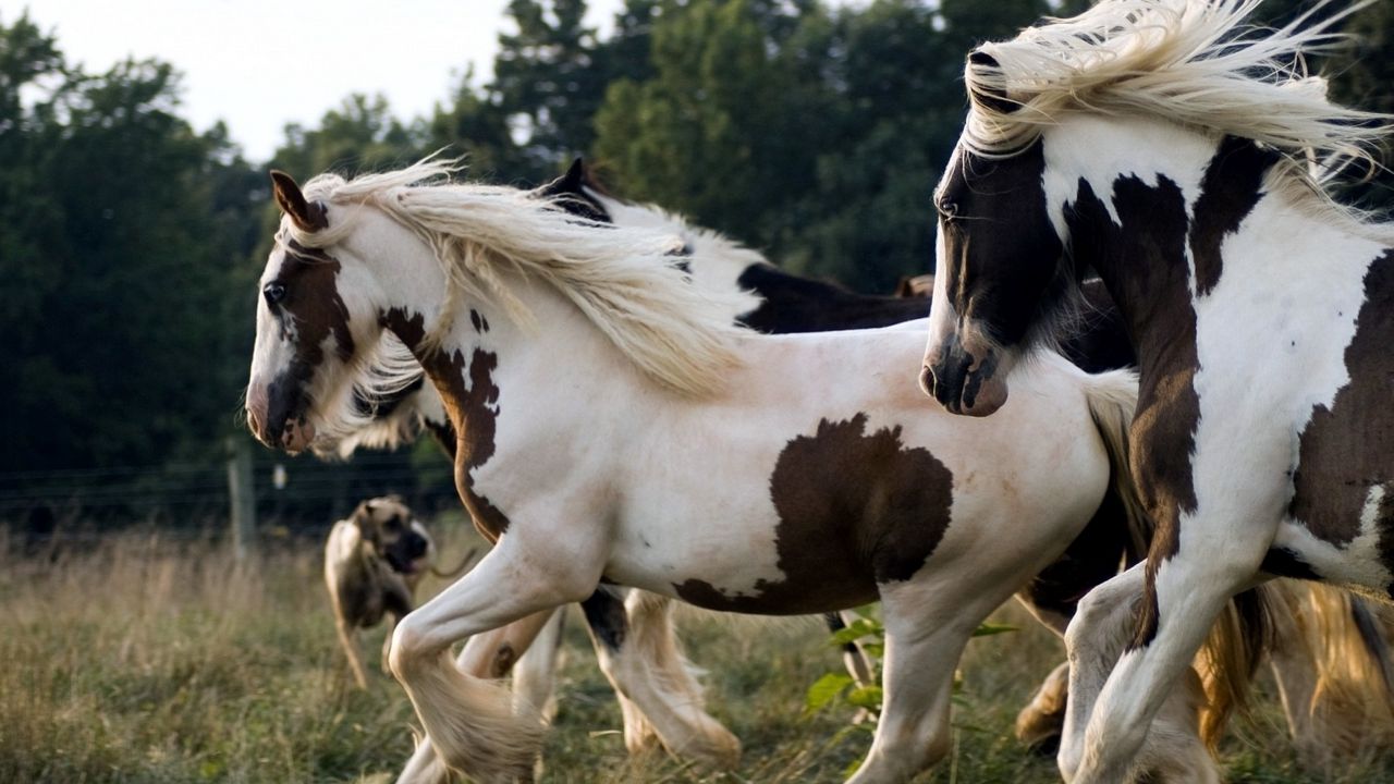 Wallpaper horse, herd, running, spotted, beautiful