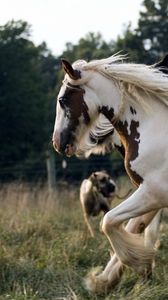 Preview wallpaper horse, herd, running, spotted, beautiful