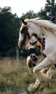 Preview wallpaper horse, herd, running, spotted, beautiful