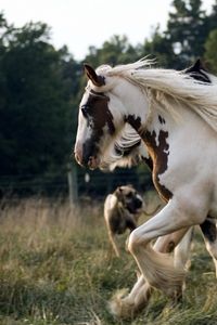Preview wallpaper horse, herd, running, spotted, beautiful