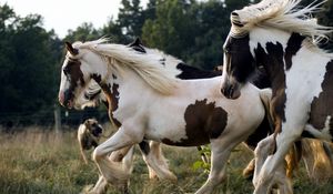 Preview wallpaper horse, herd, running, spotted, beautiful
