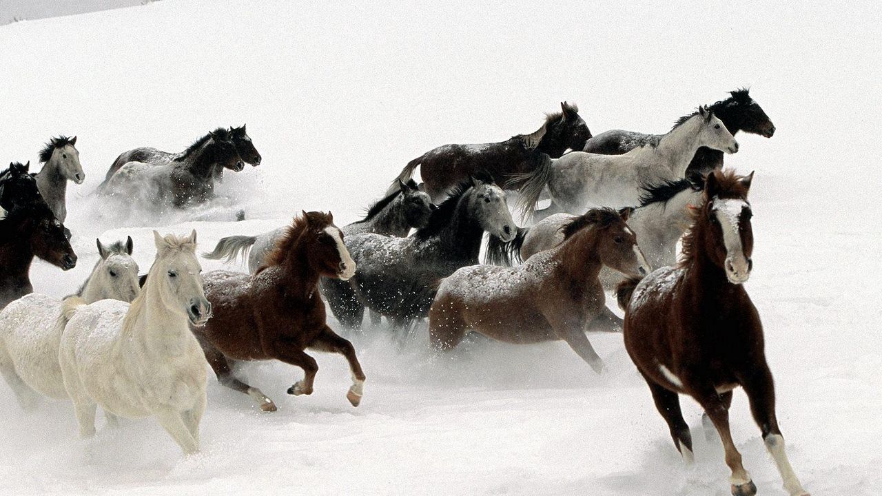 Wallpaper horse, herd, running, snow